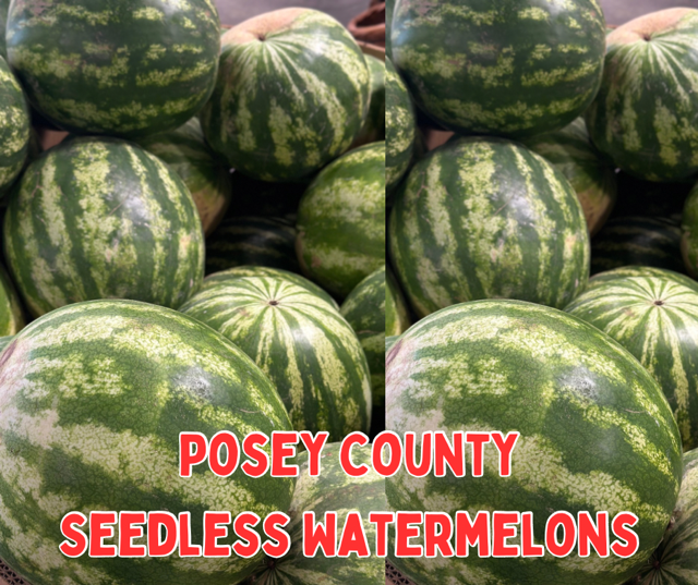 image-998911-Southern_Seedless_Watermelon_Graphic-c9f0f.w640.png