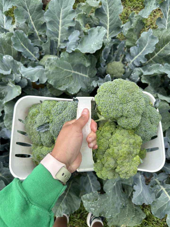image-1012646-holding_broccoli_basket-6512b.jpg