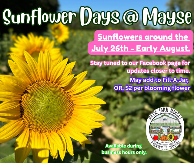 image-1013833-Sunflower_Da-45c48.w640.png