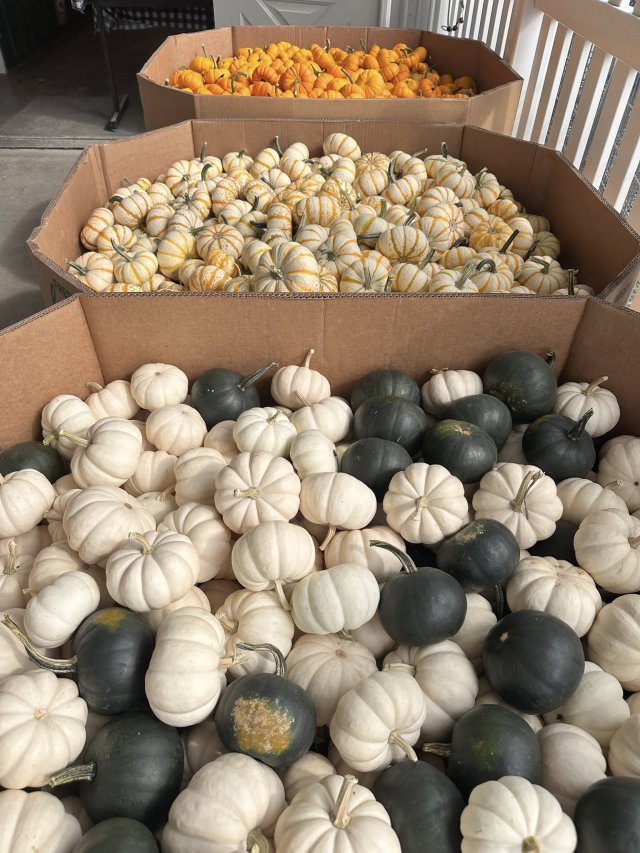 image-1015385-mini_pumpkins-c20ad.w640.jpg
