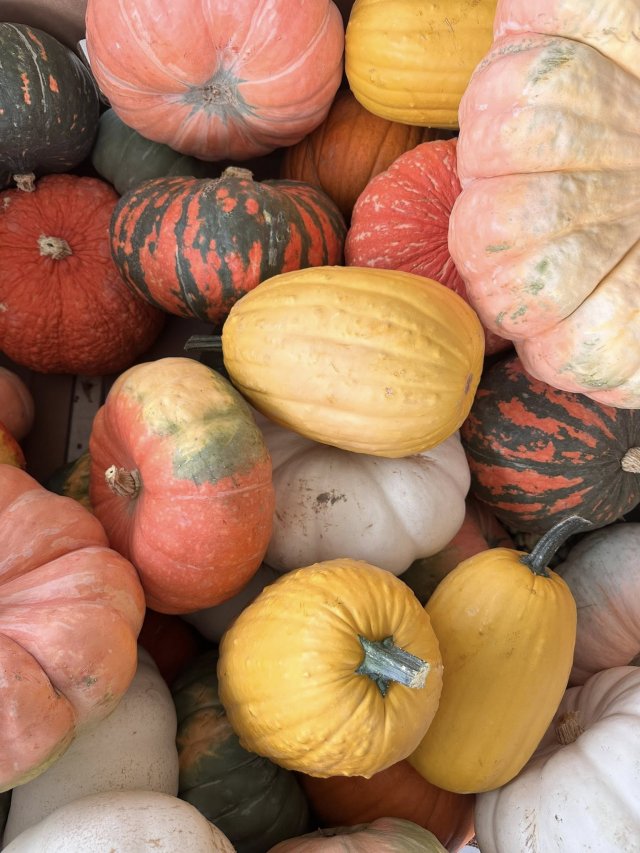 image-1015386-decorative_gourds-d3d94.w640.jpg