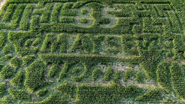 image-1015387-85_years_corn_maze-16790.w640.jpg