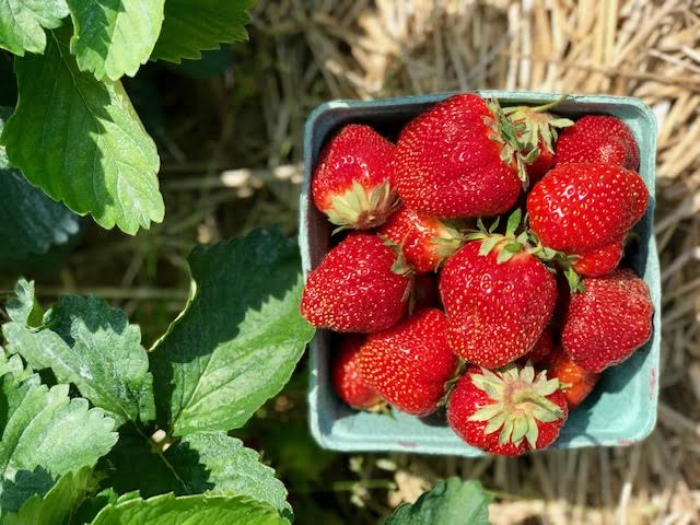 image-810304-Strawberry2-c9f0f.jpg