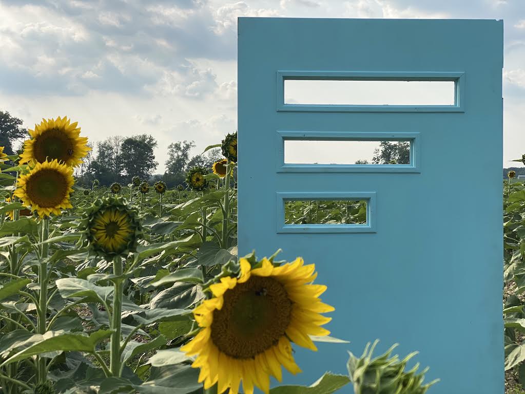image-827879-Sunflower_field_-_Fidel-16790.w640.jpg