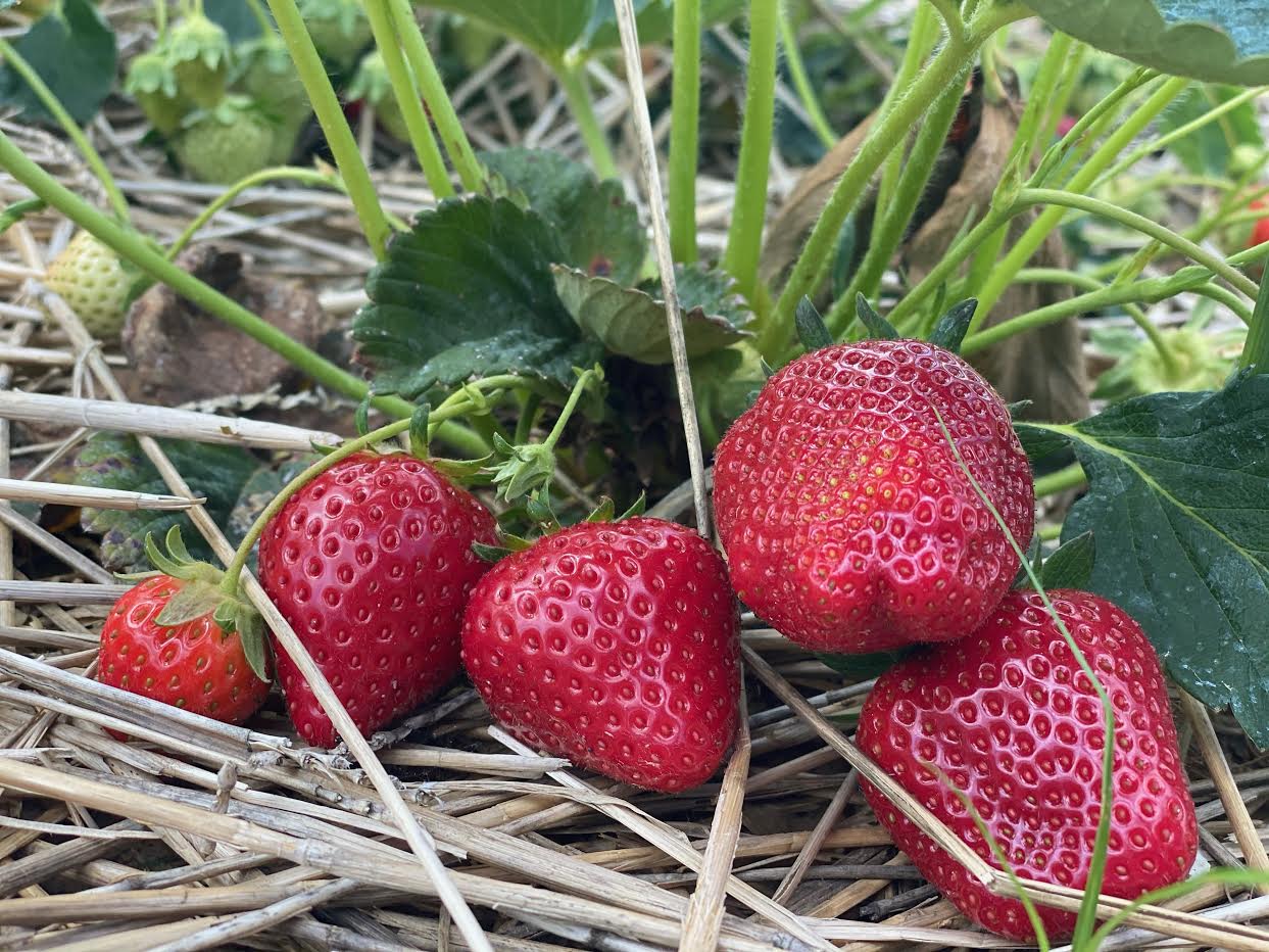 image-923364-Strawberry_2021-16790.jpg