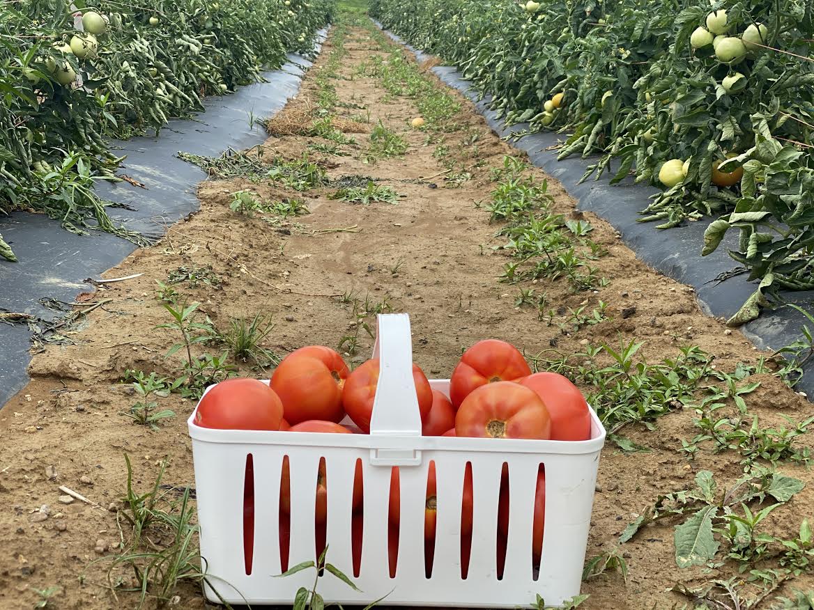 image-930001-Field_Tomatoes-9bf31.jpg