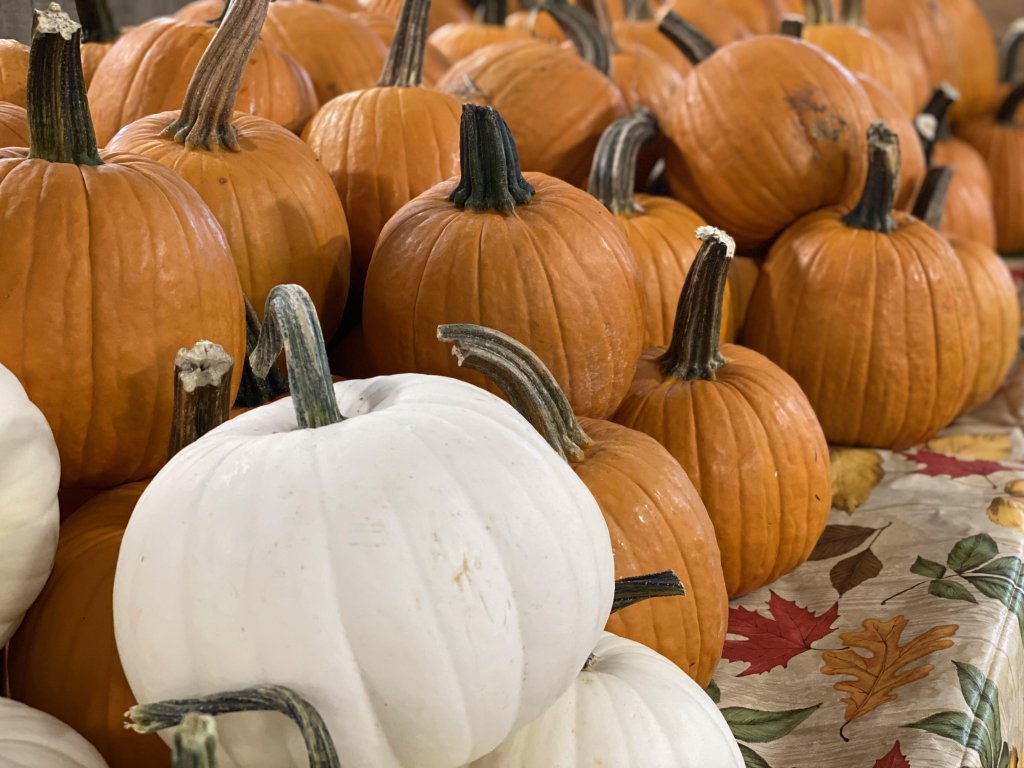 image-937120-pie_pumpkins_and_white_2021-9bf31.w640.jpg