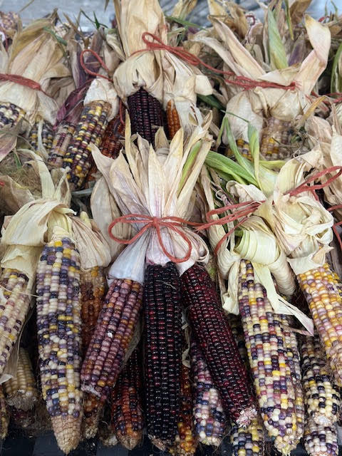 image-987836-Indian_corn_1-e4da3.jpg