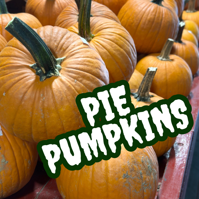image-990111-Pie_Pumpkins_graphic-16790.w640.png