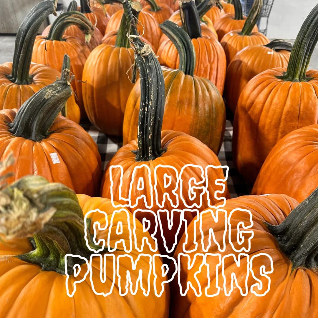 image-990112-Large_Carving_Pumpkins-45c48.jpg