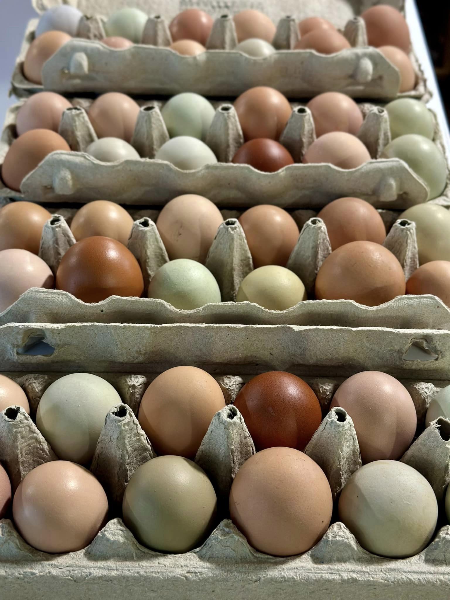 image-996944-Farm_Fresh_Eggs-c51ce.jpg