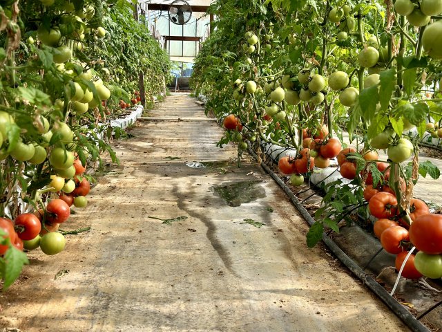 image-997754-Hothouse_tomatoes-c9f0f.w640.jpg