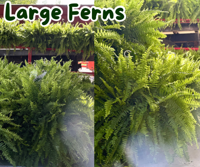 image-997842-Large_Ferns-d3d94.w640.png